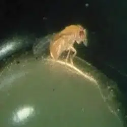 Trichogramma auf Kiefernspinner Ei
