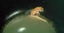 Trichogramma auf Kiefernspinner Ei